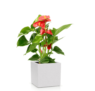 Red anthurium