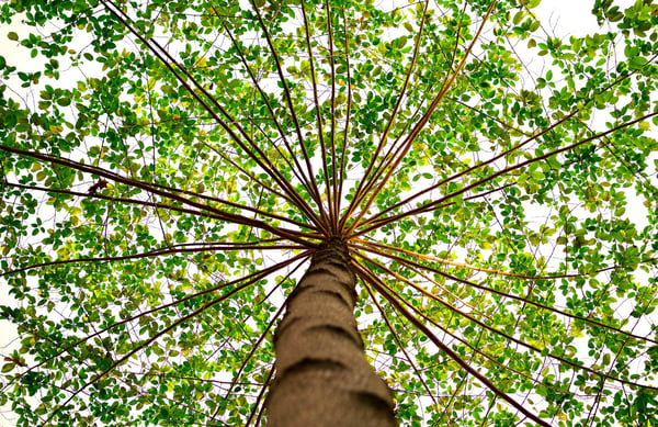 birch from below.jpg