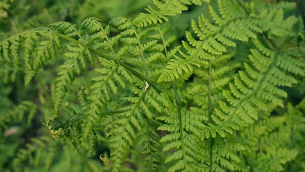 pteridophyta.jpg